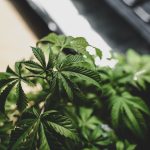 close-up of cannabis leaves on a desk