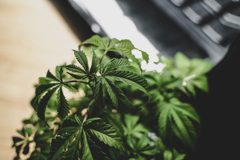 close-up of cannabis leaves on a desk