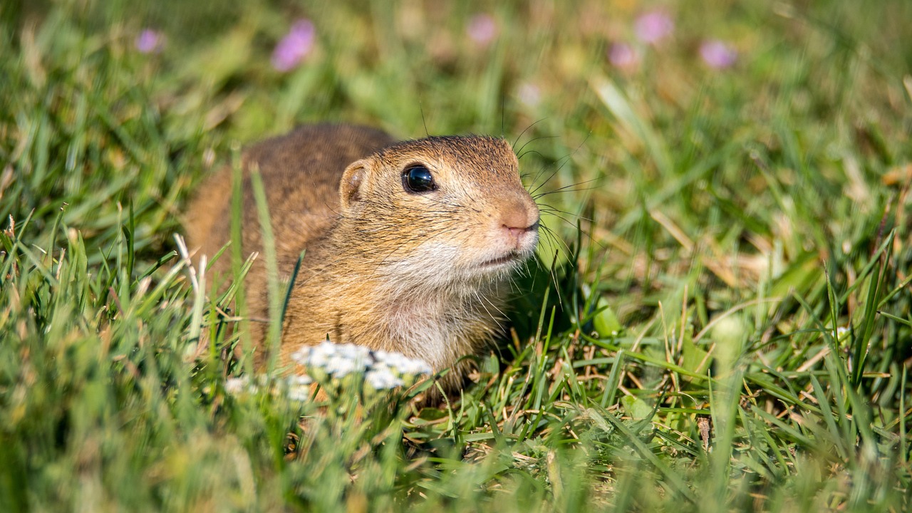 Gopher, gopher general, spermophilus citellus — Vavada mobiilirakendus ja selle peamised funktsioonid